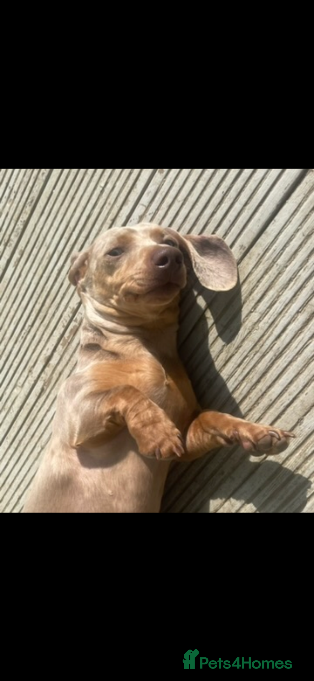 Miniature Dachshund dogs for sale: Miniature dachshund dapple female adult - Advert 2