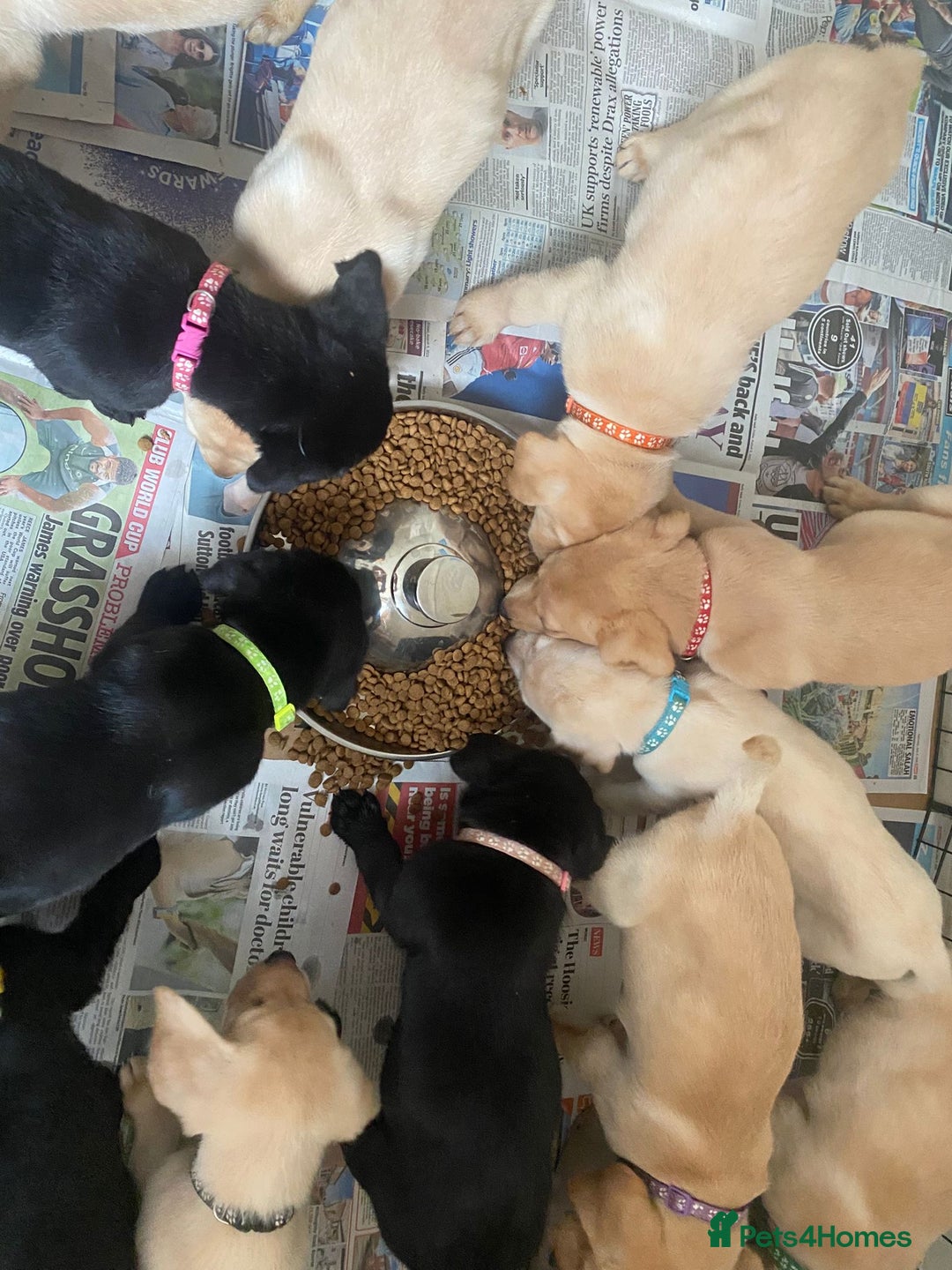 Labrador Retriever dogs for sale: Lovely Labrador puppies  - Image 17