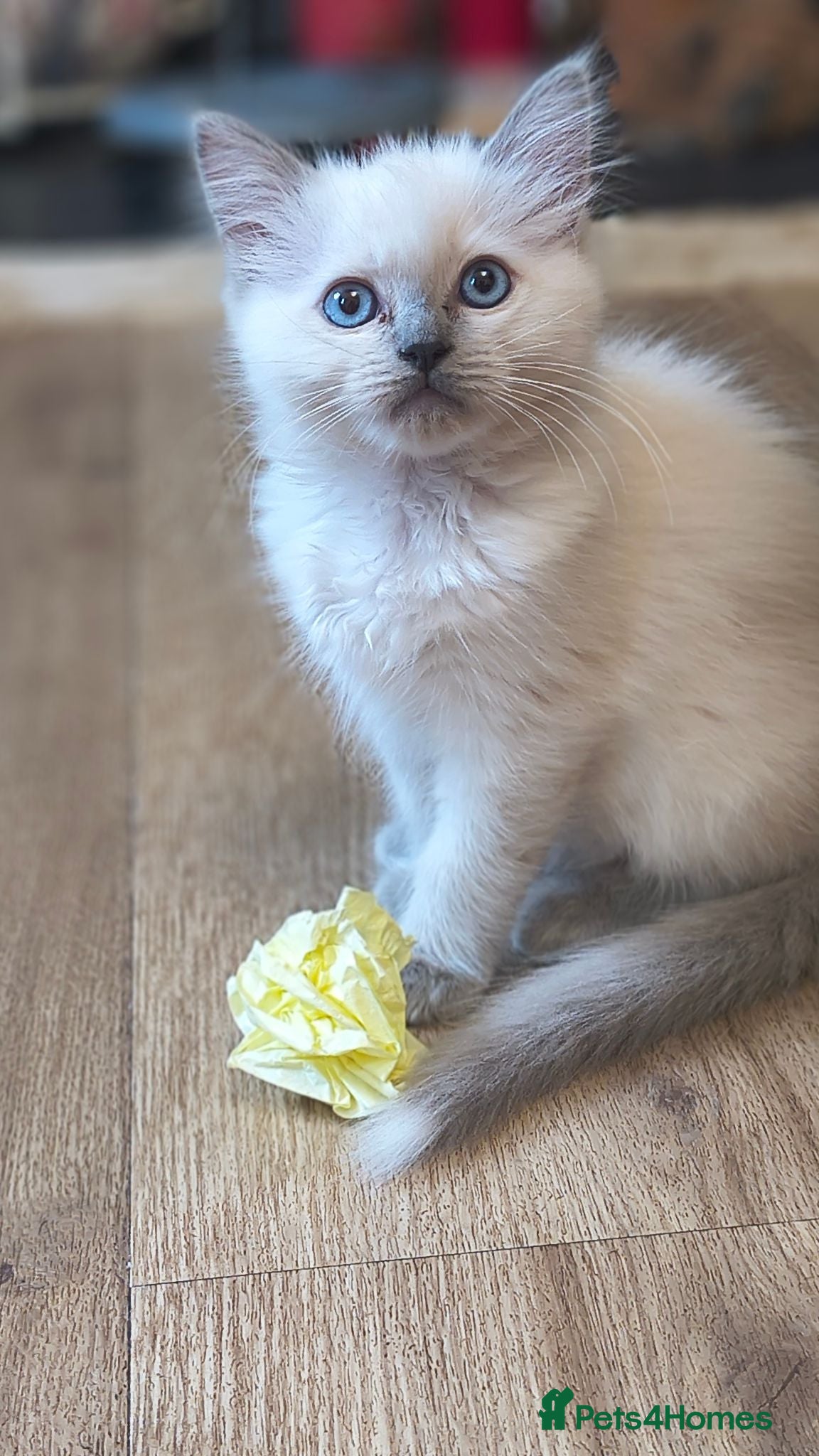 Ragdoll cats Gorgeous little of Ragdolls  - Advert 2