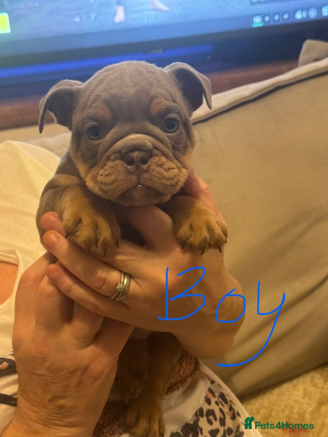 English Bulldog dogs for sale:  🔥TOP BLOOD LINES 🔥 ENGLISH BULLDOGS  - Advert 2