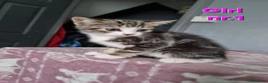 Mixed Breed Kitten 5