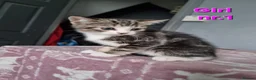 Mixed Breed cats for sale: Scottish straight mixed kittens  - Advert 5