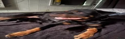 Rottweiler dogs for sale: Beautiful litter from Roxy & Tyson  in Saint Helens - Advert 10