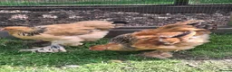 Chickens poultry for sale: Pair of Buff Columbian Brahma large fowl    - Advert 1