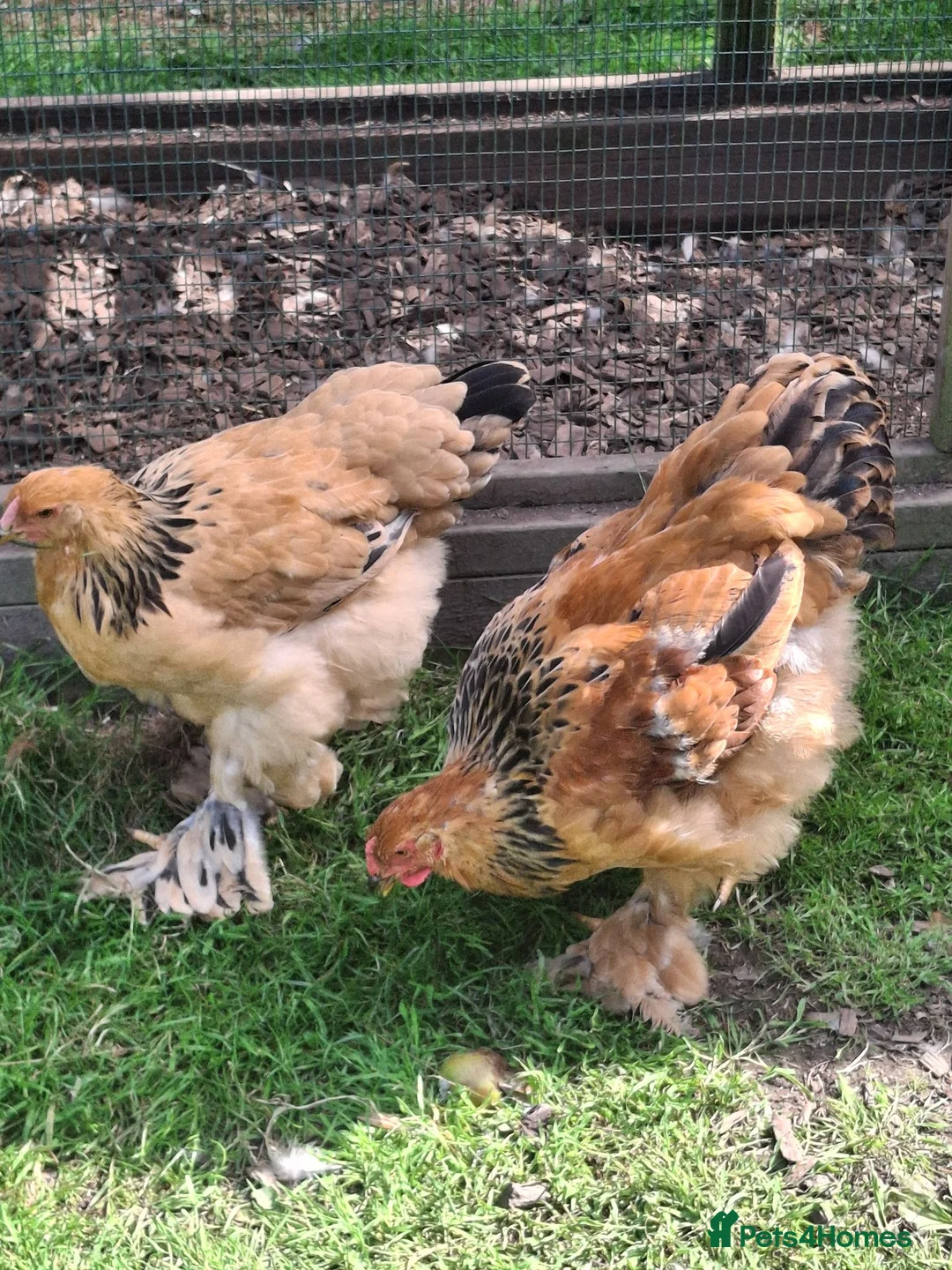 Chickens poultry for sale: Pair of Buff Columbian Brahma large fowl    - Advert 1