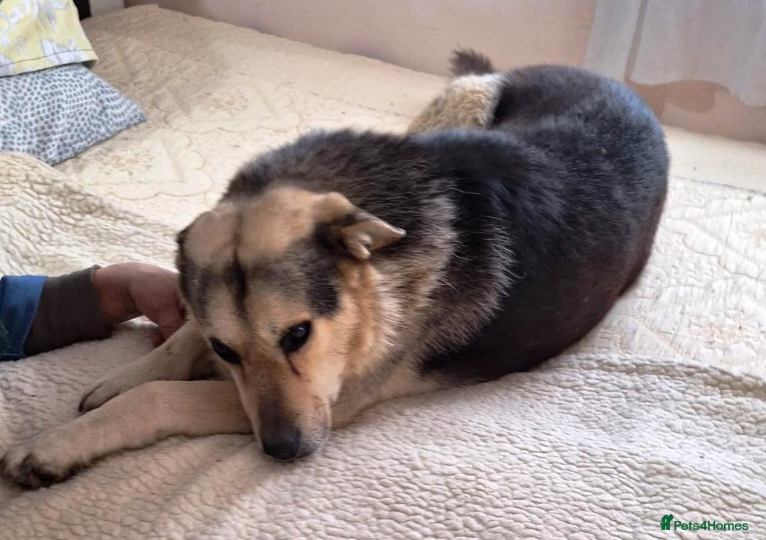 Mixed Breed dogs for adoption: 🐶Really… does nobody want to give me a chance? 💔 - Advert 15