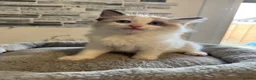 Ragdoll cats for sale: Stunning Ragdoll kittens - Advert 12