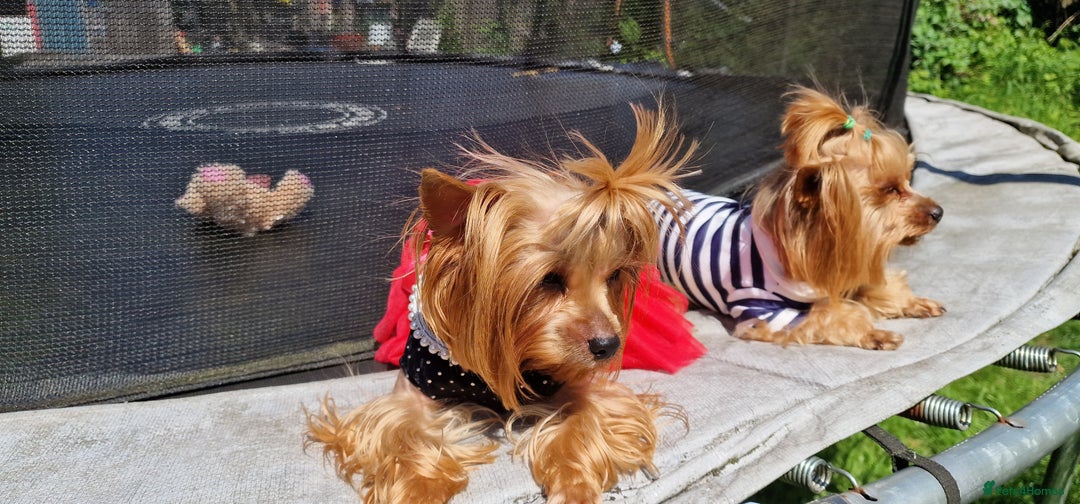 Yorkshire Terrier dogs for sale: Adult York Terrier for sale  - Image 8