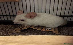 Chinchilla rodents for sale: Chinchilla  - Image 5