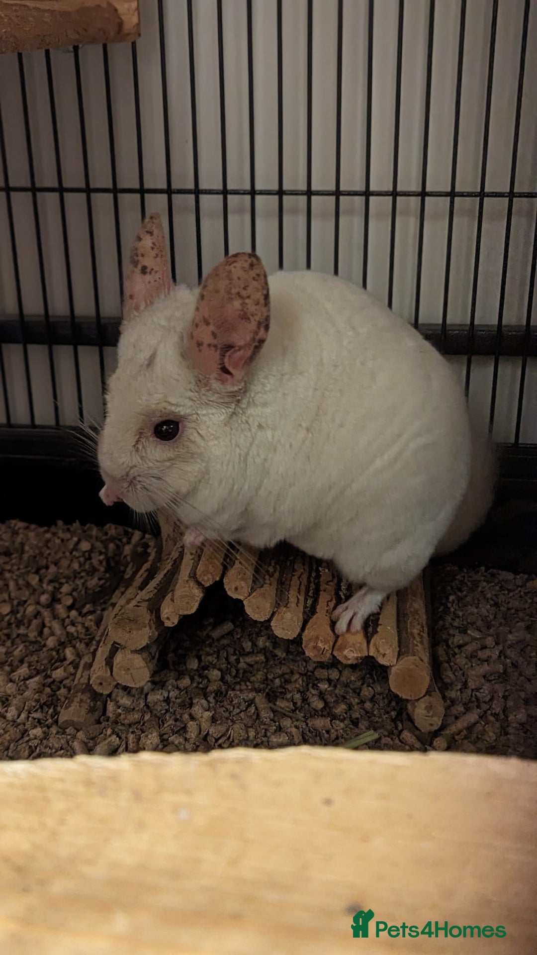 Chinchilla rodents for sale: Chinchilla  - Image 5