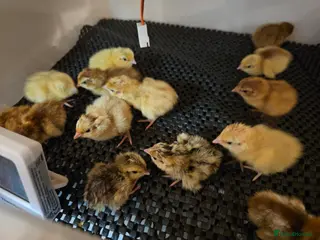 Quail poultry Coturnix (Japanese) Quail - Advert 4