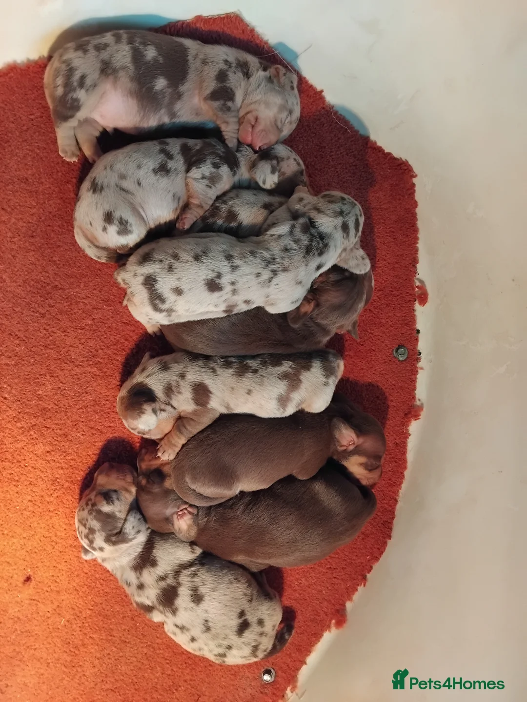 Miniature Dachshund dogs for sale: Miniature dachshund  - Advert 5