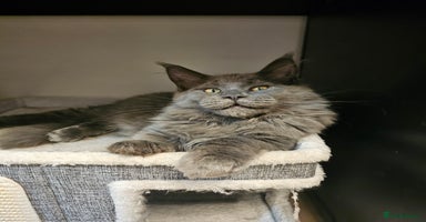 Maine Coon cats - Advert 3