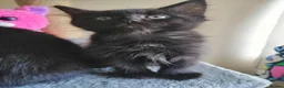 Mixed Breed cats for sale: wonderful kittens😻 - Advert 4