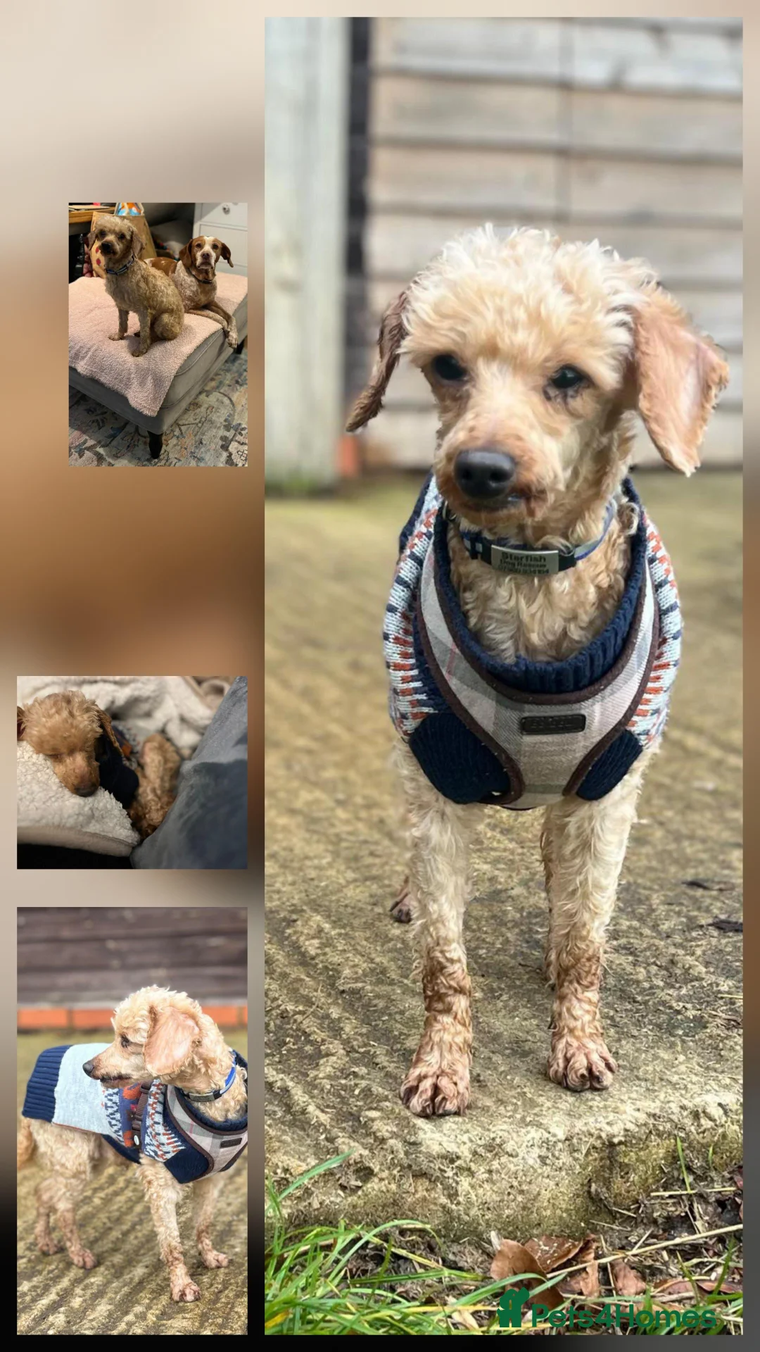 Miniature Poodle dogs for adoption: Boysie looking for the good life  - Advert 2