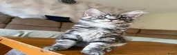 Maine Coon cats for sale: TICA registered Maine Coon kittens - Advert 7