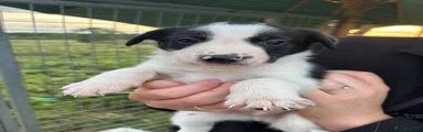 Border Collie 2