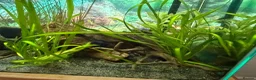 Other/Mixed Breed fish for sale: Lovely set up for sale  - Advert 4