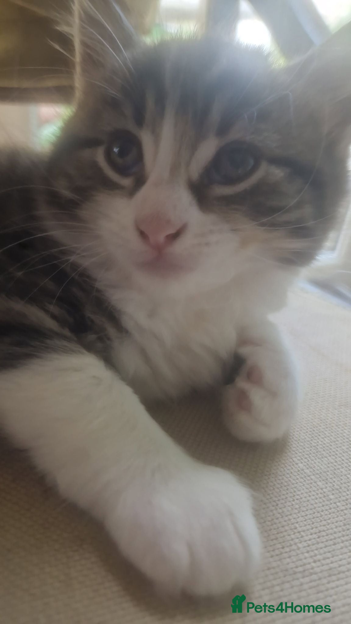 Mixed Breed cats Kittens need loving home  - Advert 4