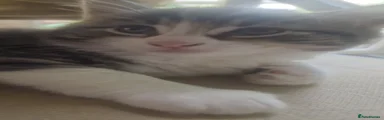 Mixed Breed 4 fluffy tabby and white 