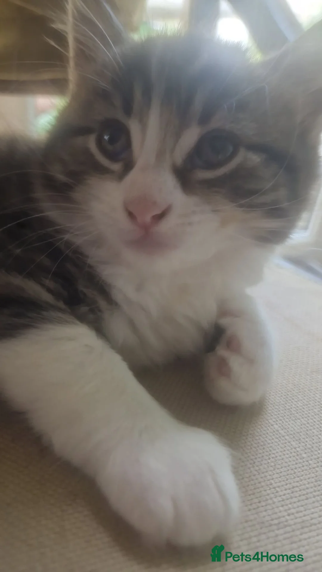 Mixed Breed cats for sale: Kittens need loving home  in Coventry - Advert 1