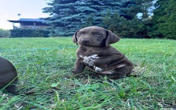 German Shorthaired Pointer dogs for sale: Mrs Dorota Sadowska - Image 5