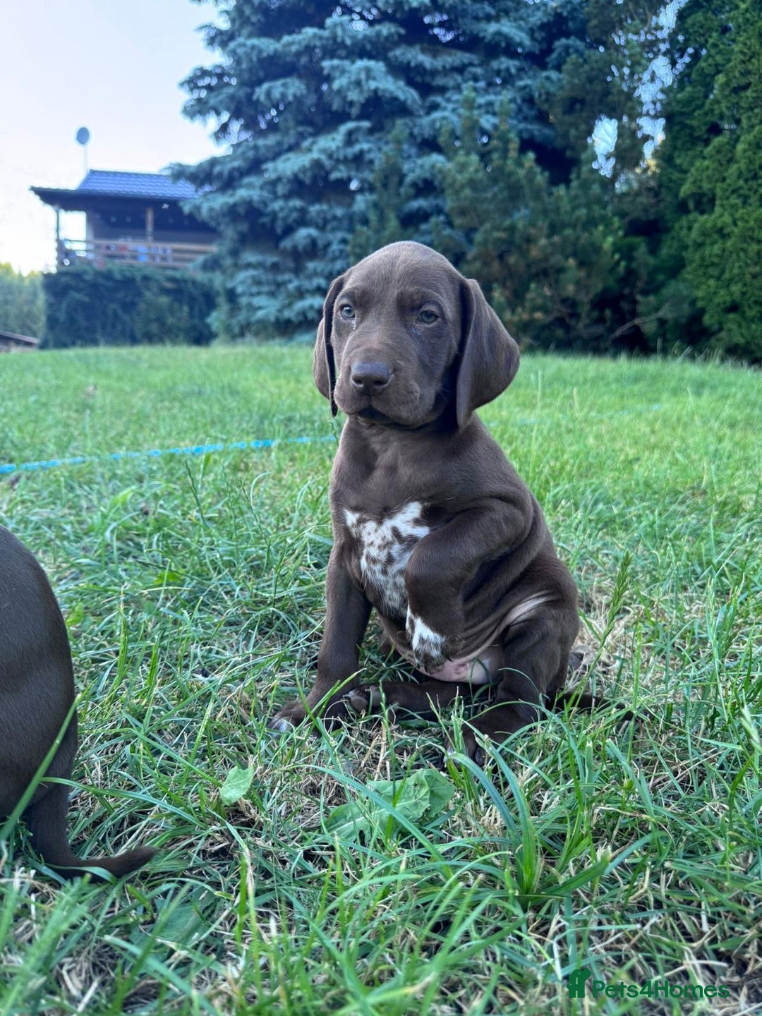 German Shorthaired Pointer dogs for sale: Mrs Dorota Sadowska - Image 5