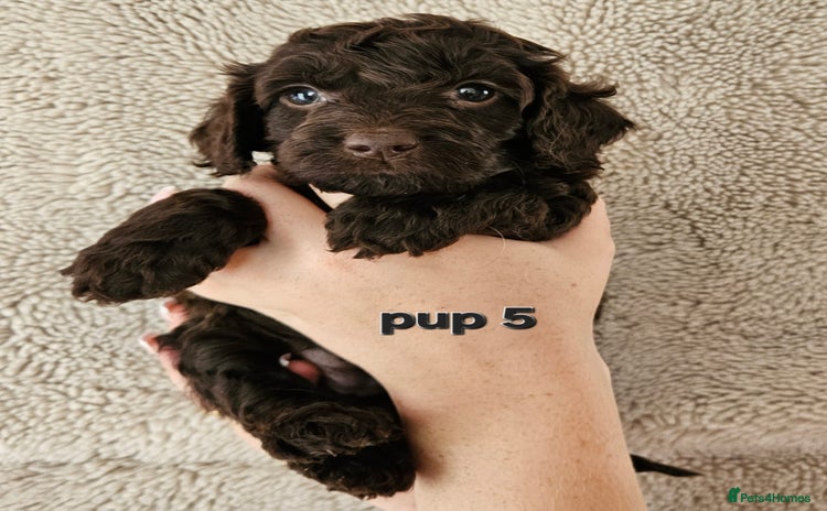 Cockapoo dogs - Advert 1