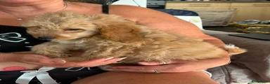 Cockapoo 3