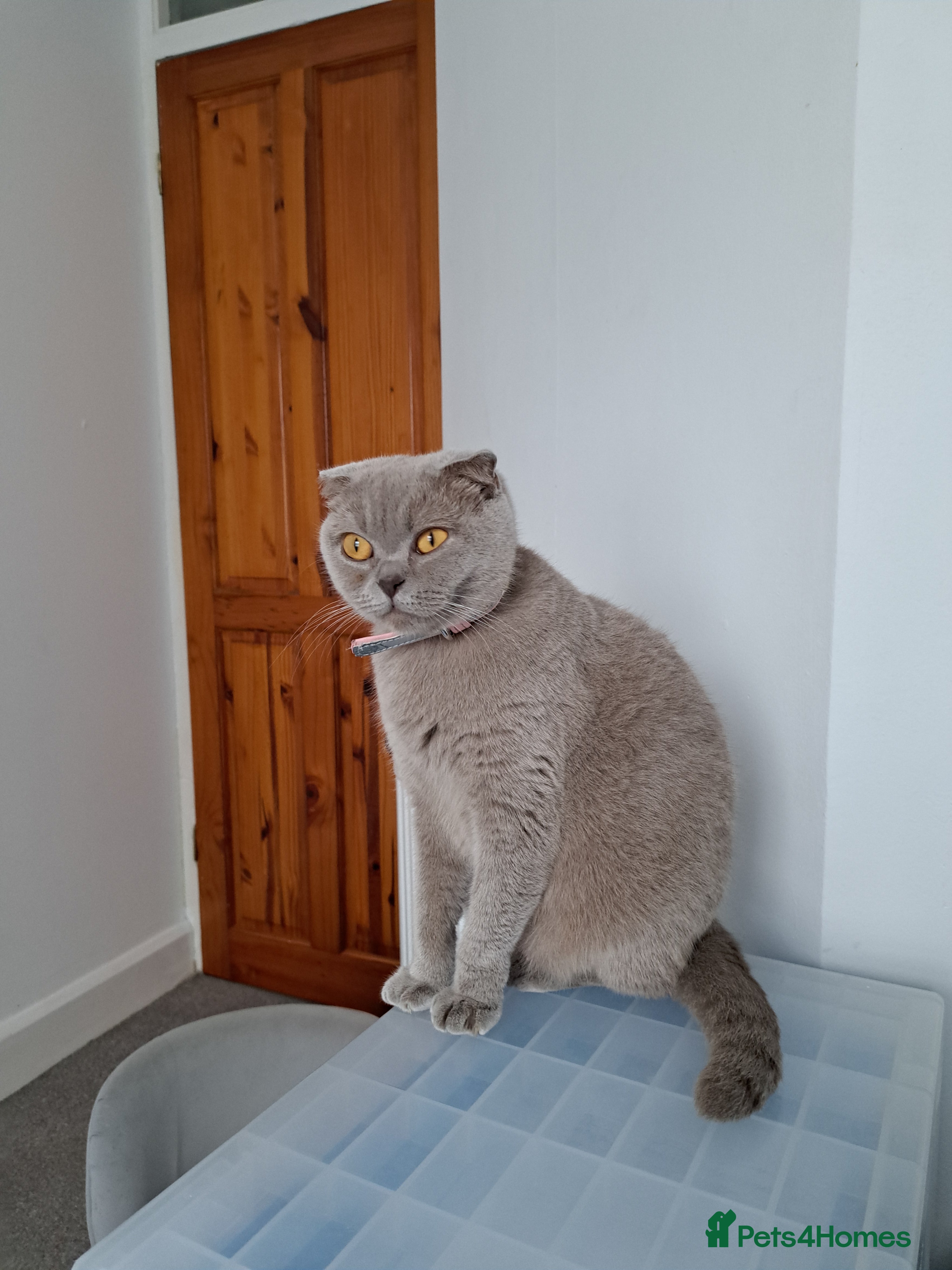 British Shorthair cats British Shorthair Blue is AVAILABLE  - Advert 4