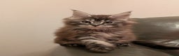 Maine Coon cats for sale: Maine coon kittens - Advert 7