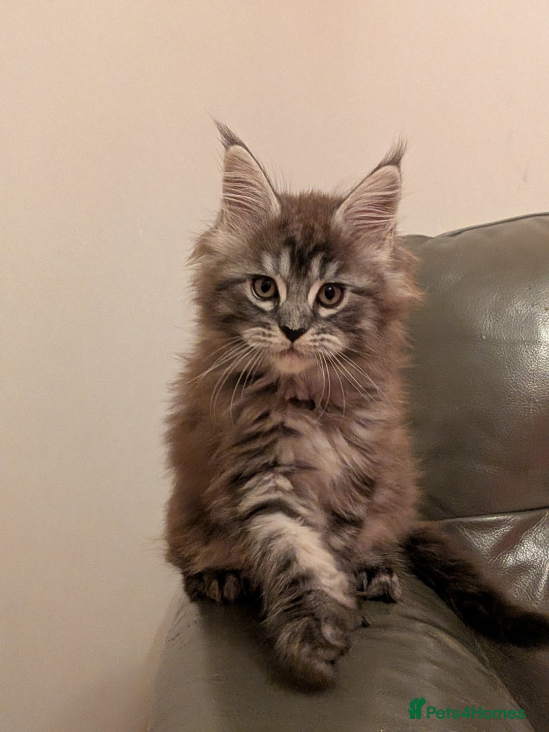 Maine Coon cats for sale: Maine coon kittens - Advert 7