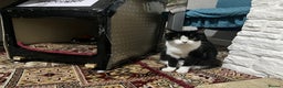 British Shorthair cats for sale: Black and white cat - Advert 11