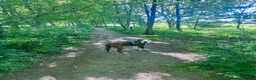 Mixed Breed dogs for sale: Staffy cross American Bulldog needs rehoming  - Advert 4