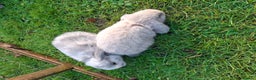 Mini Lop rabbits for sale: Baby Mini Lops - Advert 9