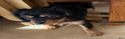 Cavalier King Charles Spaniel dogs for sale: KC registered Cavalier King Charles Ready Now - Advert 12