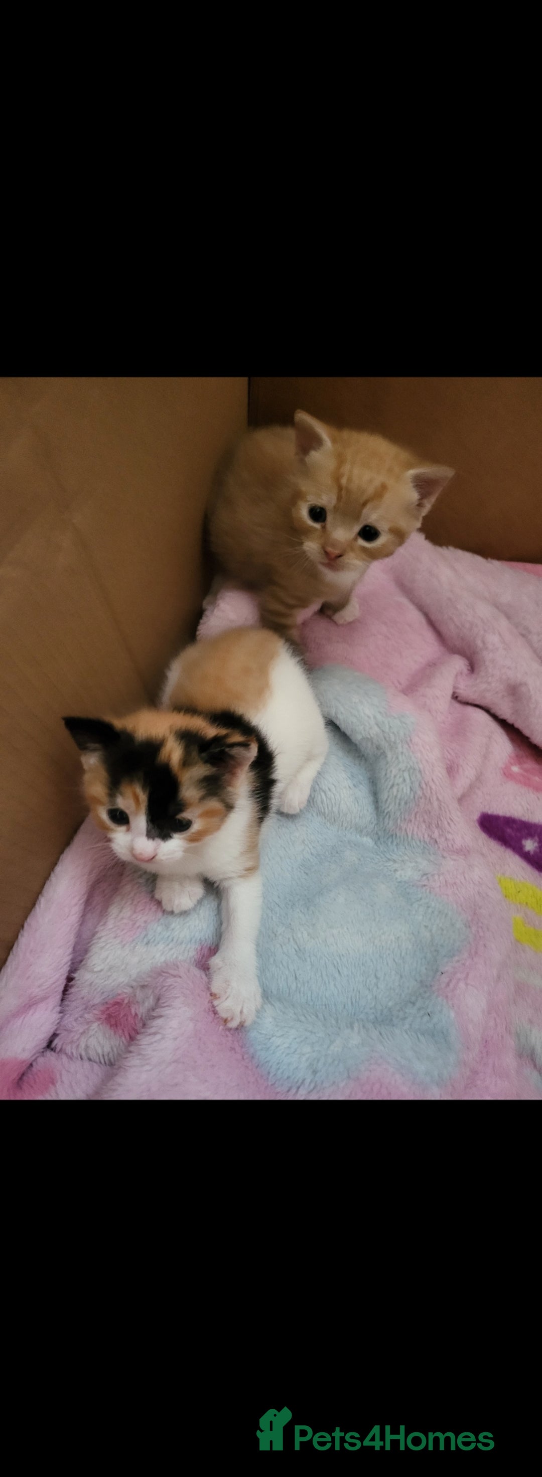 Mixed Breed cats for sale: 5 beautiful kittens - Image 7