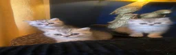 Exotic cats for sale: Exotic kittens  - Advert 6