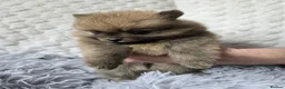 Pomeranian dogs for sale: pomeranian tedy - Advert 5