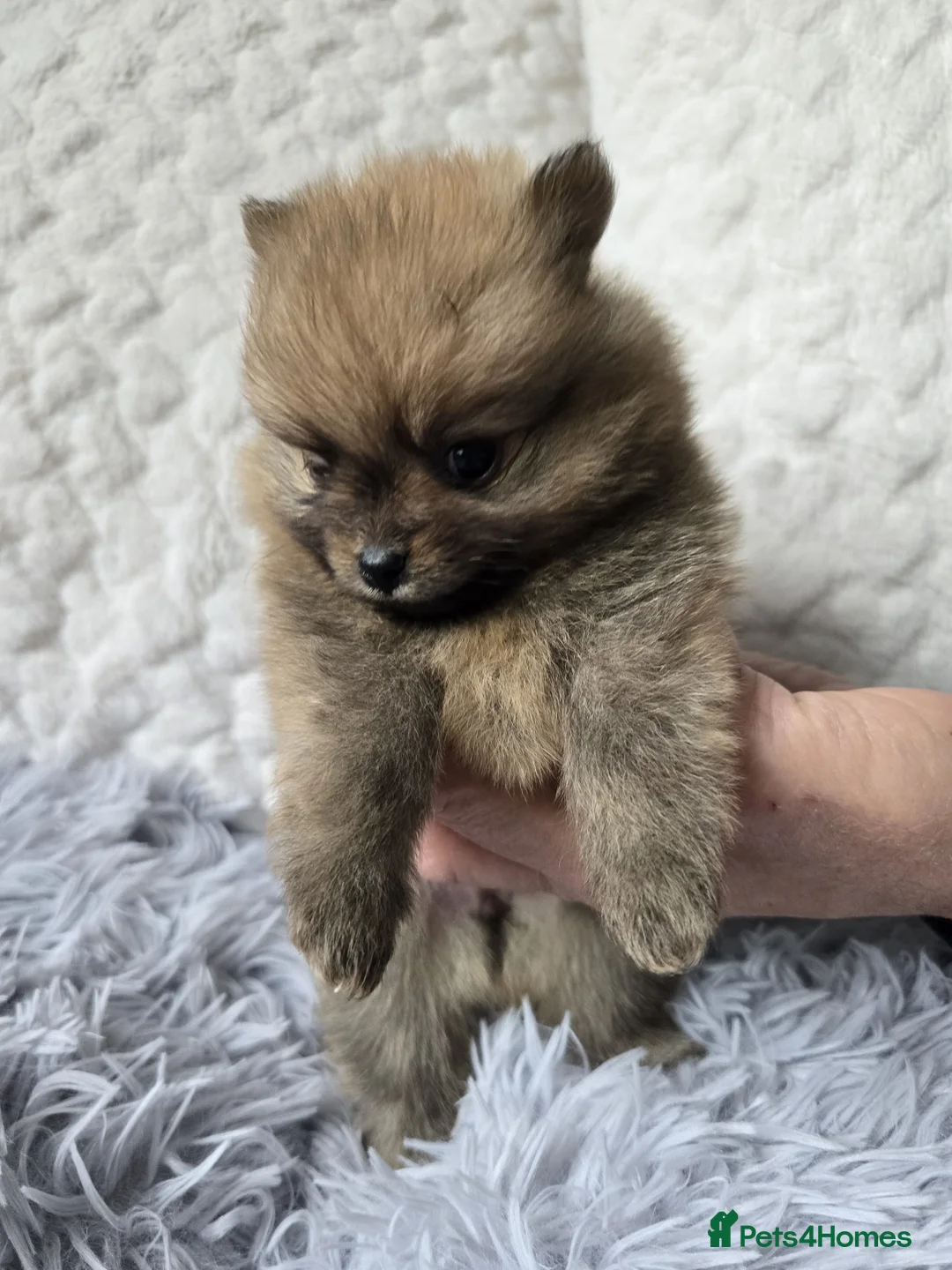 Pomeranian dogs for sale: pomeranian tedy - Advert 2