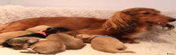 Miniature Dachshund dogs for sale: 5*Licensed+CREAM+LONGHAIR+Kc+PRACLEAR+VetChecked - Advert 3