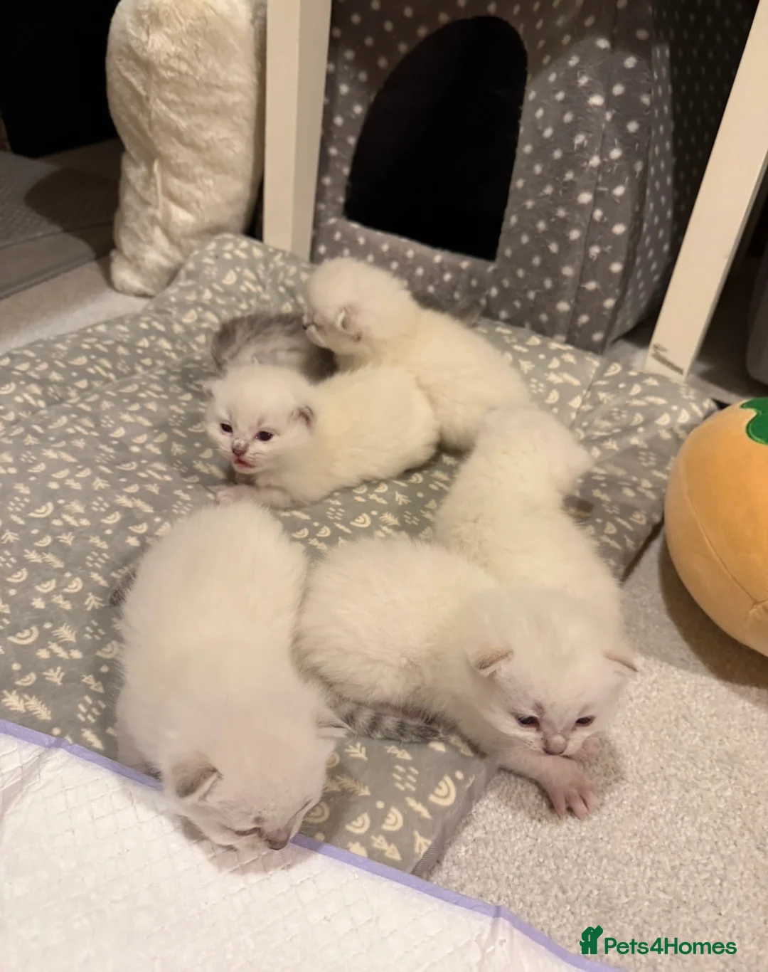 Ragdoll cats for sale: Lovely Ragdoll looking for lovely family - Advert 3