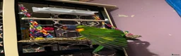Lorikeets birds for sale: Female Rainbow Lorikeet - Advert 2