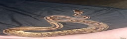 Python Snake reptiles for sale: Adult Black Pewter het Pied Ball Python - Advert 2