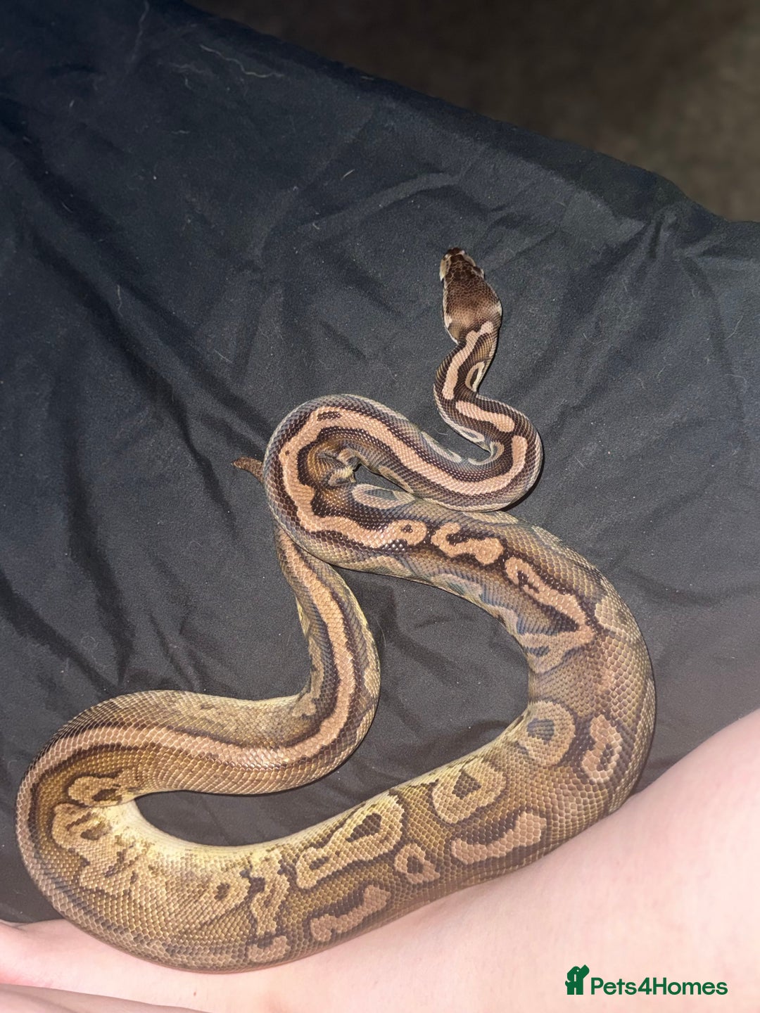 Python Snake reptiles for sale: Adult Black Pewter het Pied Ball Python - Advert 2