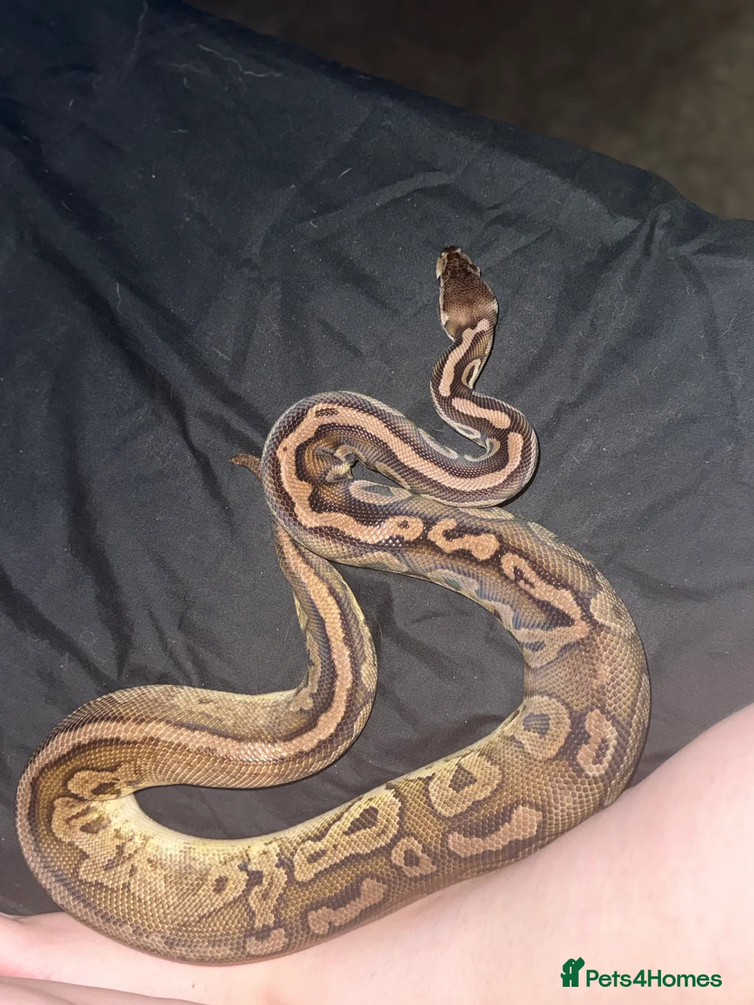 Python Snake reptiles for sale: Adult Black Pewter het Pied Ball Python - Advert 2