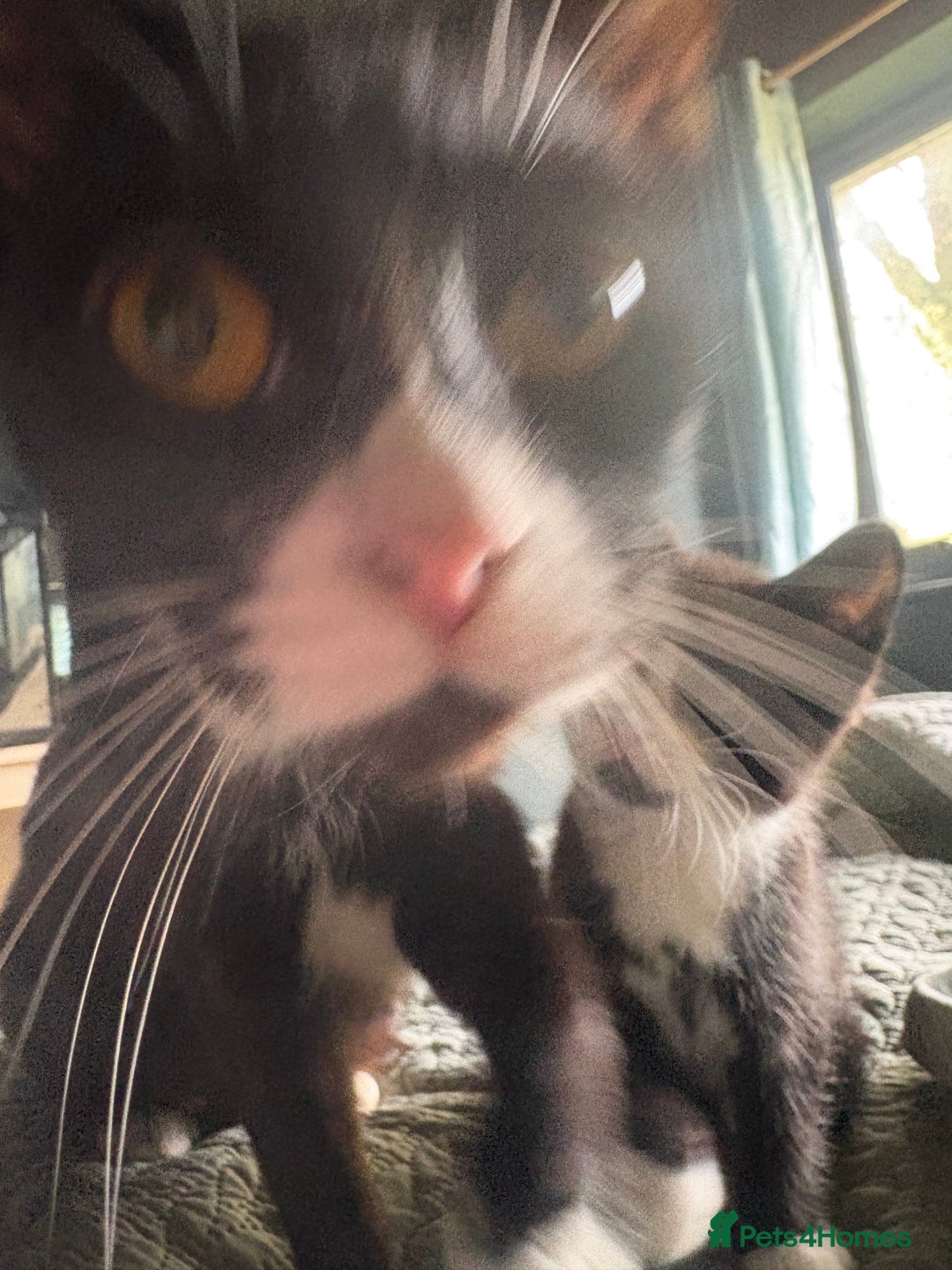 American Shorthair cats for sale: 5 black and white kittens for forever home - Image 10