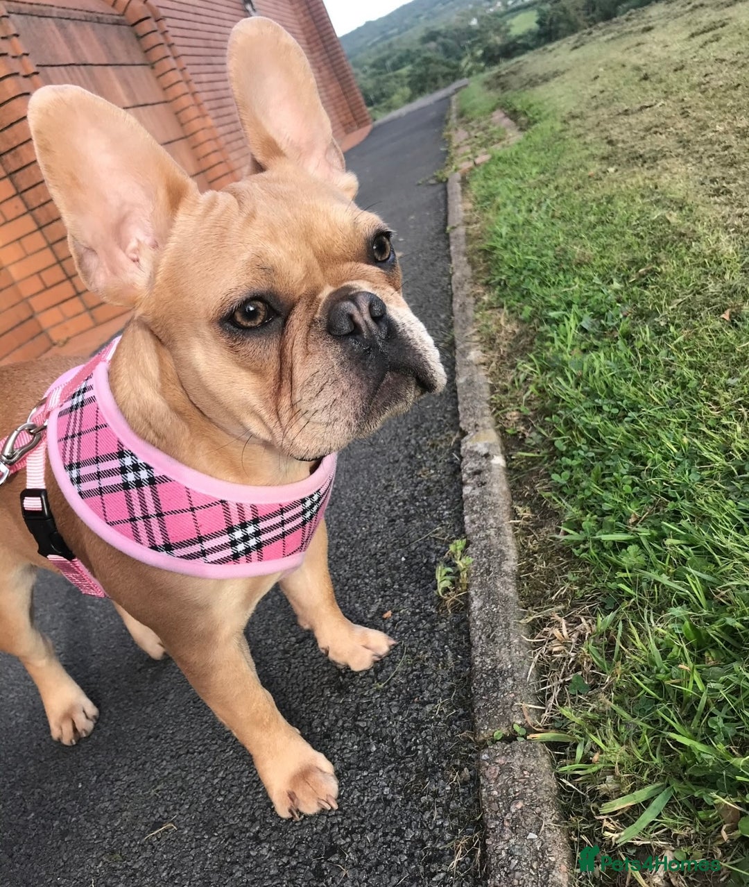 French Bulldog dogs for sale: Frenchbulldog looking for her forever home  - Advert 6