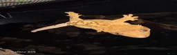 Gecko reptiles for sale: Lovely Crested Gecko and complete setup in Ardrossan - Advert 2