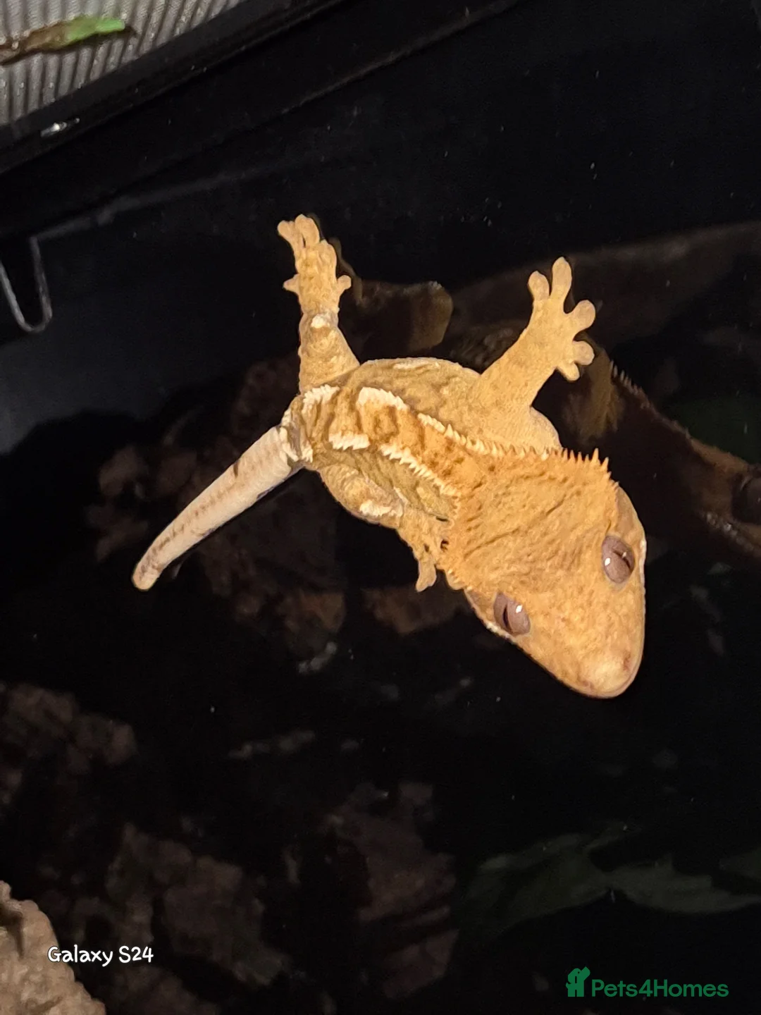 Gecko reptiles for sale: Lovely Crested Gecko and complete setup in Ardrossan - Advert 2